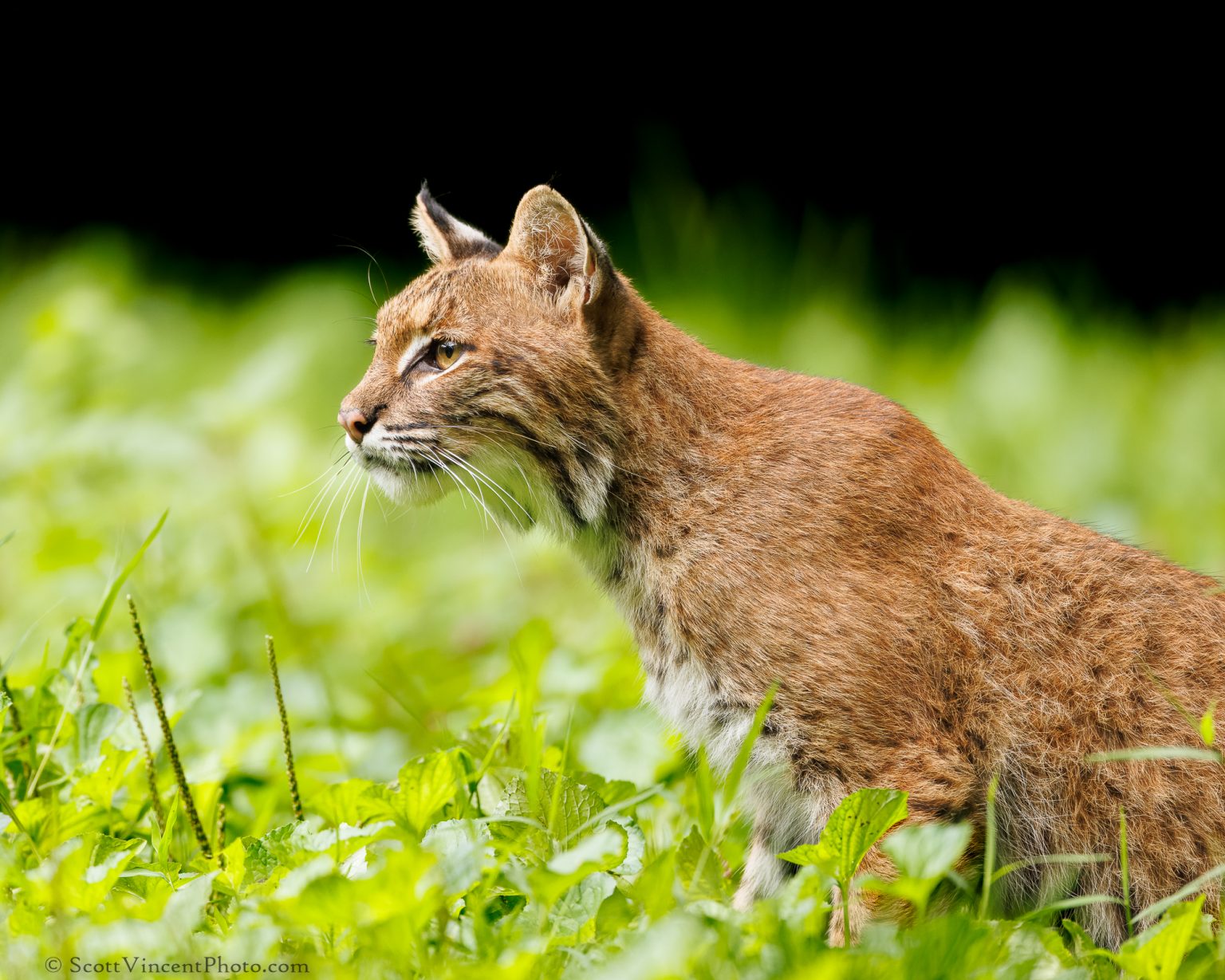 Big Backyard Bobcat Scott Vincent