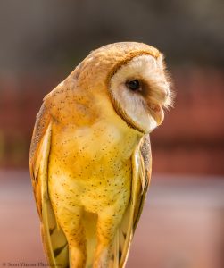 20230813_SV5_3892 - Beardsley Zoo - Sky Hunters In Flight - by Scott Vincent - Web