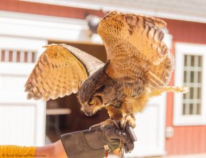 20230813_SV5_3994 - Beardsley Zoo - Sky Hunters In Flight - by Scott Vincent - Web