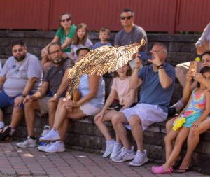 20230813_SV5_4095 - Beardsley Zoo - Sky Hunters In Flight - by Scott Vincent - Web