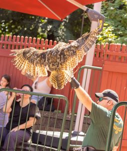 20230813_SV5_4105 - Beardsley Zoo - Sky Hunters In Flight - by Scott Vincent - Web