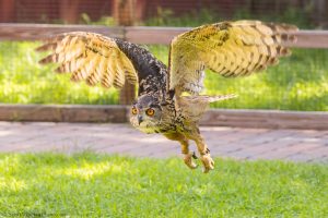 20230813_SV5_4133 - Beardsley Zoo - Sky Hunters In Flight - by Scott Vincent - Web