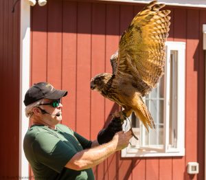 20230813_SV5_4154 - Beardsley Zoo - Sky Hunters In Flight - by Scott Vincent - Web