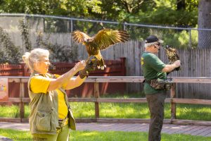 20230813_SV5_4215 - Beardsley Zoo - Sky Hunters In Flight - by Scott Vincent - Web