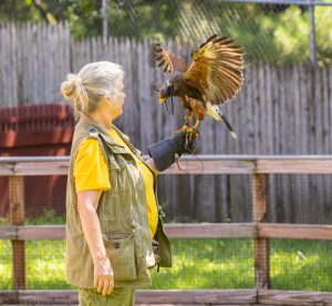 20230813_SV5_4245 - Beardsley Zoo - Sky Hunters In Flight - by Scott Vincent - Web