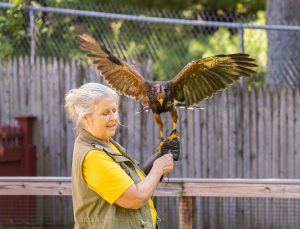 20230813_SV5_4261 - Beardsley Zoo - Sky Hunters In Flight - by Scott Vincent - Web