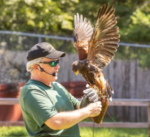 20230813_SV5_4446 - Beardsley Zoo - Sky Hunters In Flight - by Scott Vincent - Web