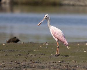 Roseate Spoonbill, a very rare bird for Connecticut